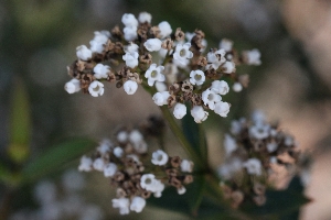 Australian Plants Loganiaceae